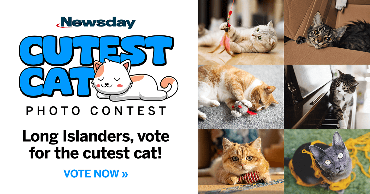 Newsday's Cutest Cat Photo Contest